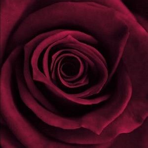 Meet your Posher, Rose